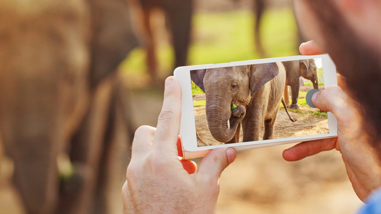 Elefant Smartphone (shutterstock)